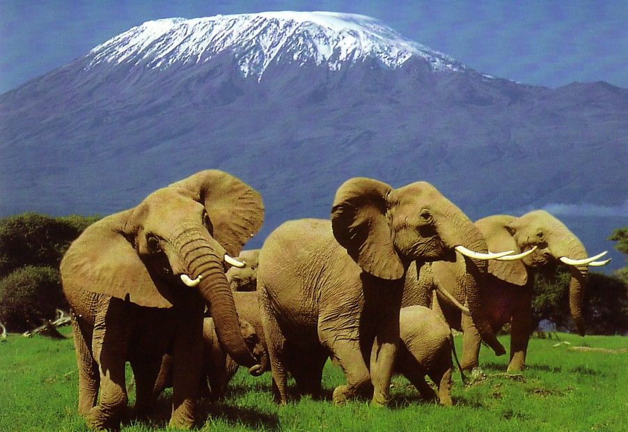 Jumbo Amboseli Safari