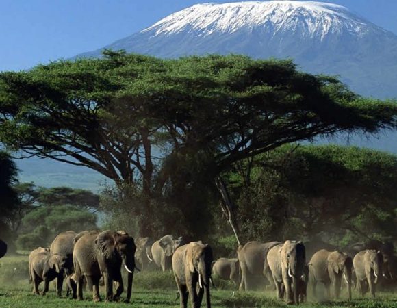 Amboseli Special